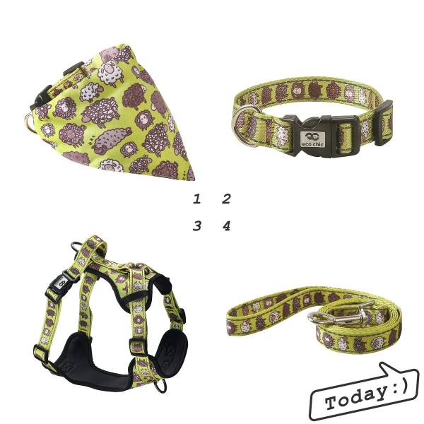 Dog Assorted