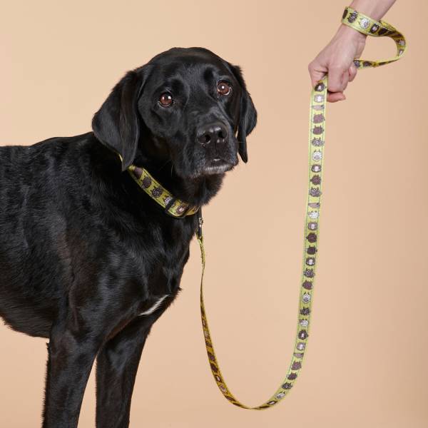 Dog Leads