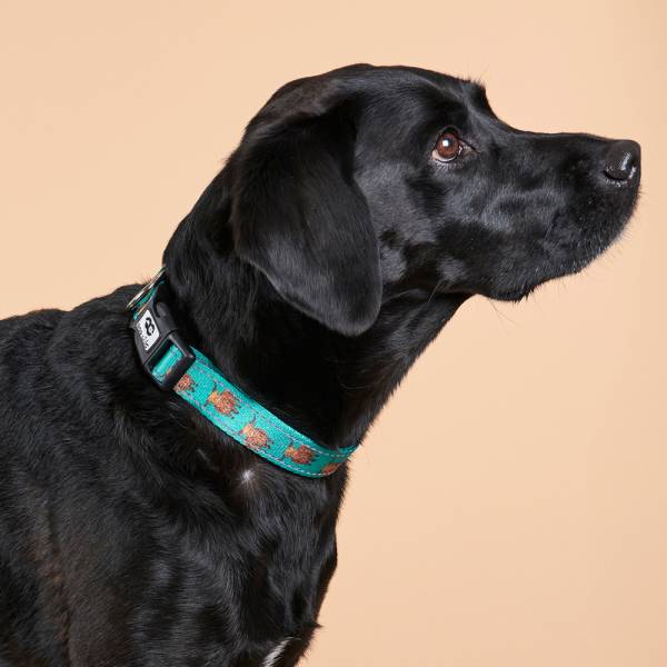 Dog Collars
