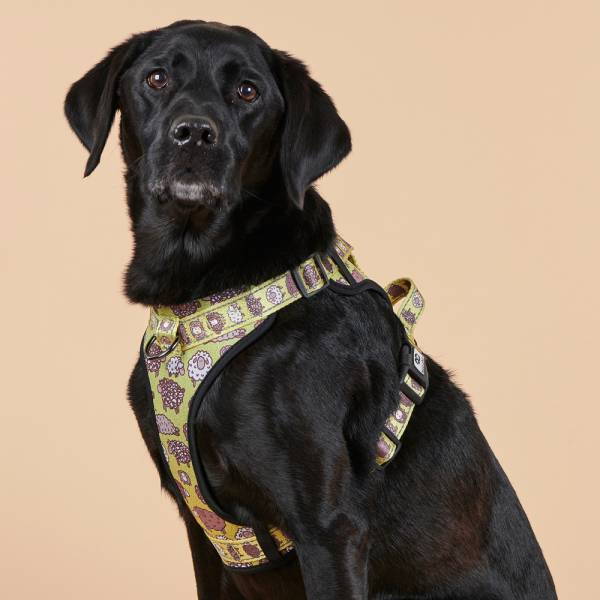 Pet Harnesses